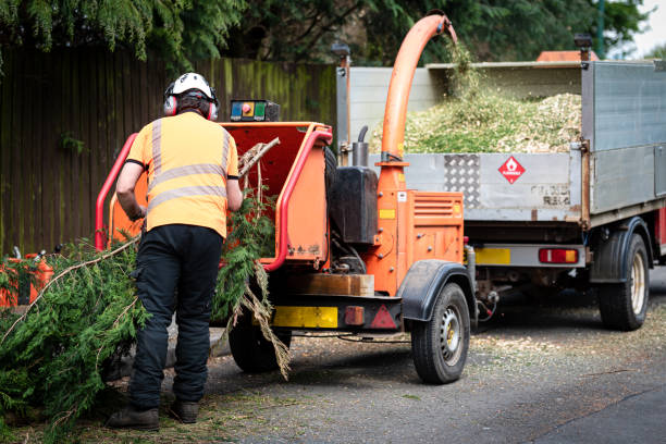 Best Tree Trimming and Pruning  in Rio Linda, CA