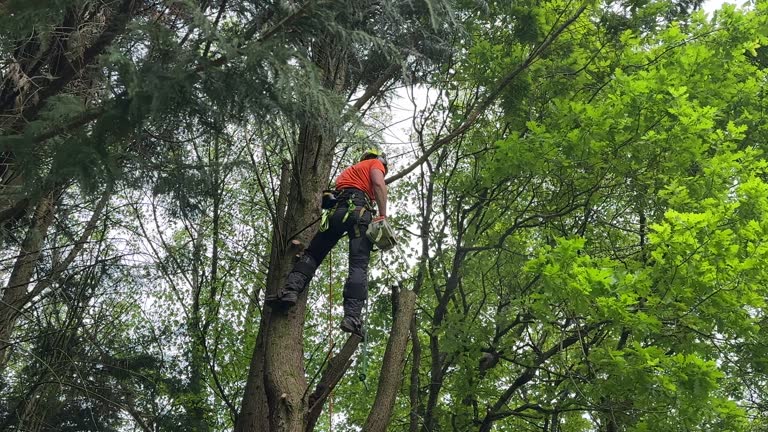 Best Hedge Trimming  in Rio Linda, CA