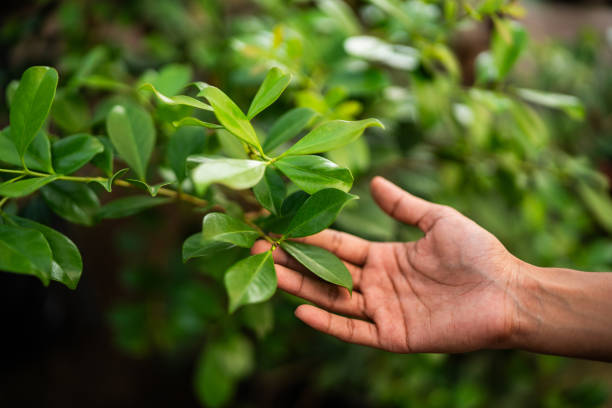 Tree and Shrub Care in Rio Linda, CA