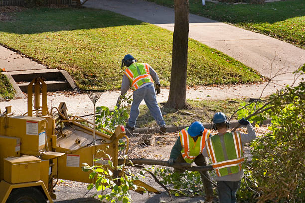 Best Stump Grinding and Removal  in Rio Linda, CA