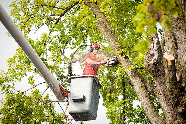 How Our Tree Care Process Works  in  Rio Linda, CA